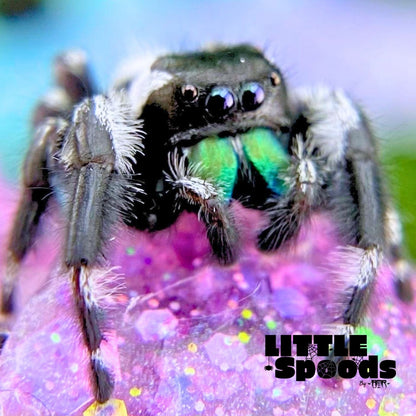 Male regal jumping spider - Father of black and white phidippus regius juveniles