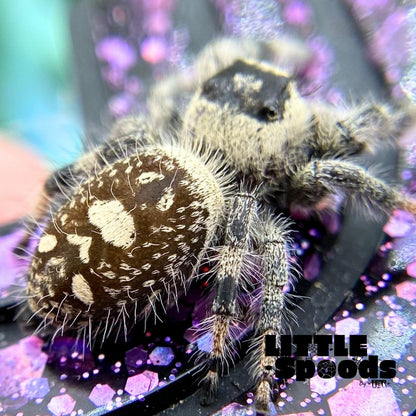 Regal Jumping Spider | Autumn × Winter Mystery Pick