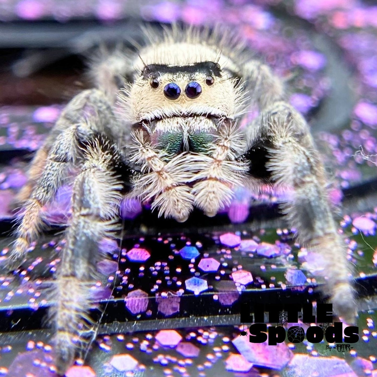 Regal Jumping Spider | Autumn × Winter Mystery Pick