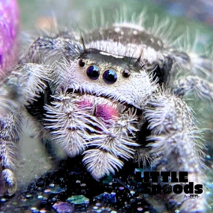 Regal Jumping Spider | Elvira × Vlad Mystery Pick