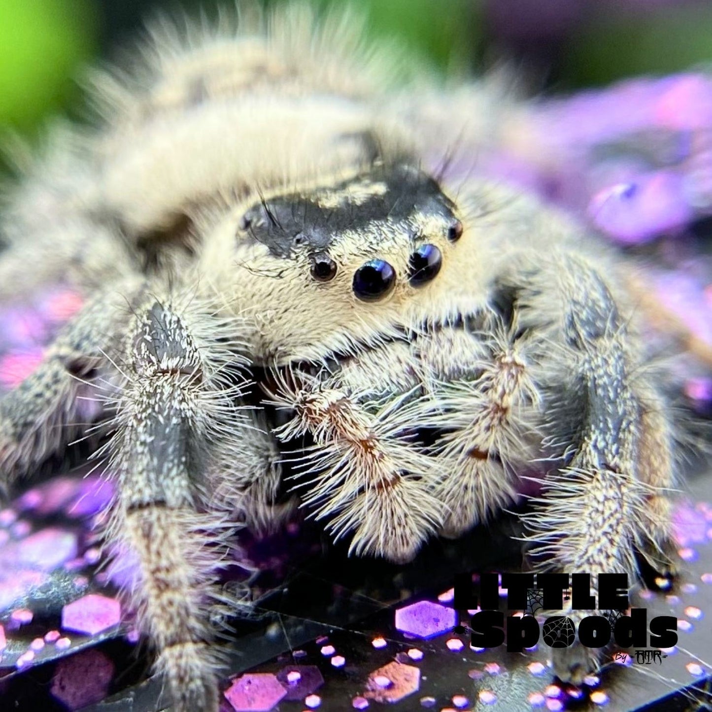 Regal Jumping Spider | Autumn × Winter Mystery Pick