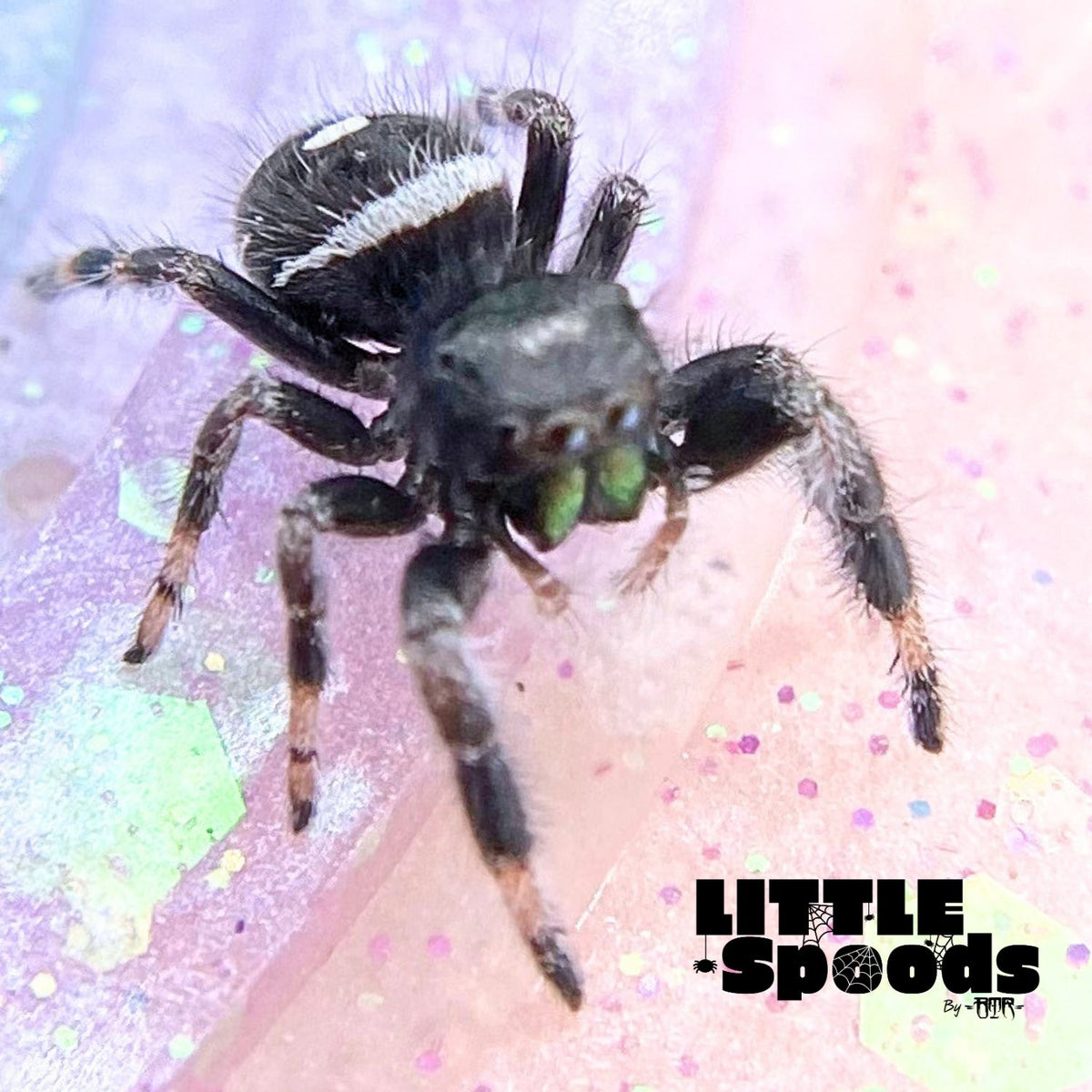 Regal Jumping Spider Male i6 - ELVIRA-1-75