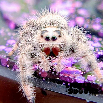 Cream and White Regal Jumping Spider Female i9 - PANDORA-2-32