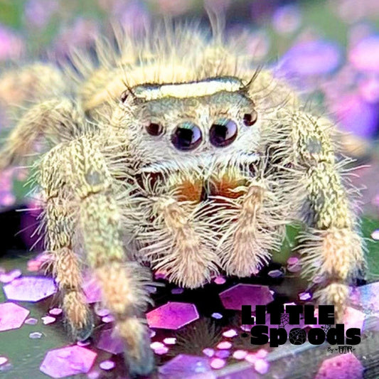 Unique Regal Jumping Spider Female i9 - ELVIRA-2-3