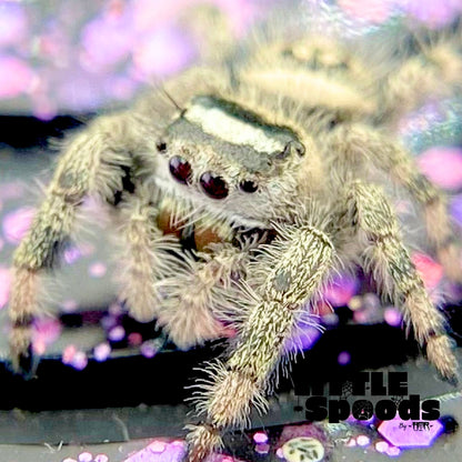 Unique Regal Jumping Spider Female i9 - ELVIRA-2-3