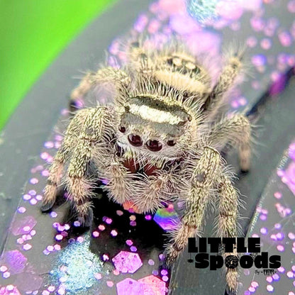 Unique Regal Jumping Spider Female i9 - ELVIRA-2-3