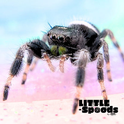 Regal Jumping Spider Male i6 - ELVIRA-1-75