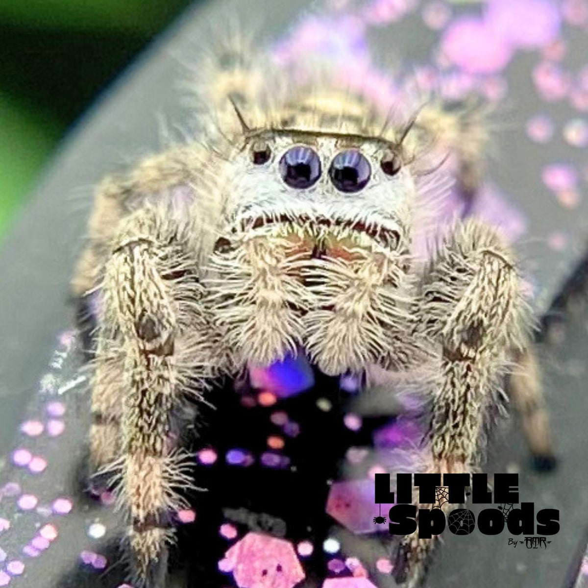 Unique Regal Jumping Spider Female i9 - ELVIRA-2-3