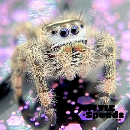 Unique Regal Jumping Spider Female i9 - ELVIRA-2-3