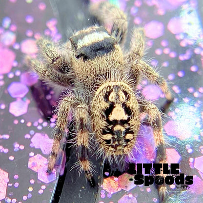 Unique Regal Jumping Spider Female i9 - ELVIRA-2-3