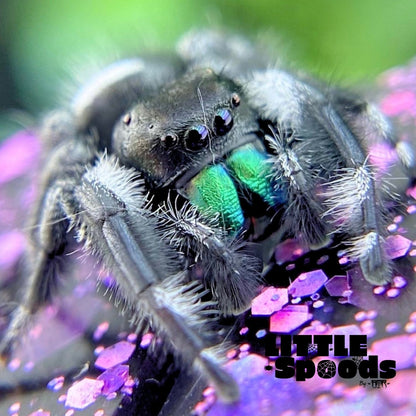 Regal Jumping Spider | Autumn × Winter Mystery Pick