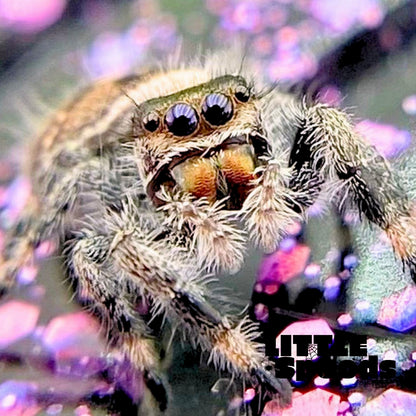 Regal Jumping Spider Female i6 - MARION-1-6