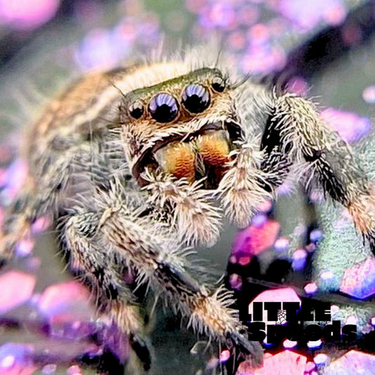Regal Jumping Spider Female i6 - MARION-1-6