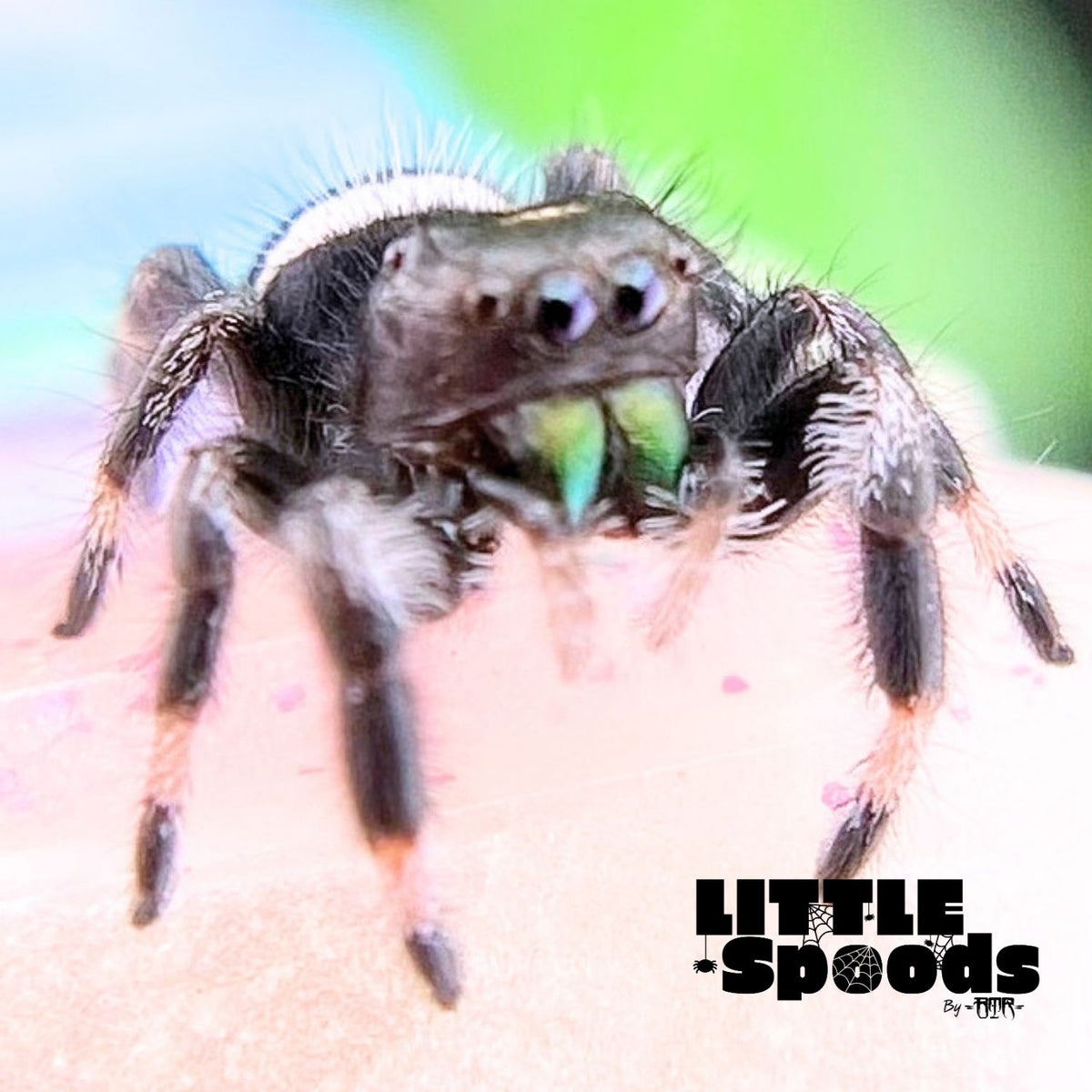 Regal Jumping Spider Male i7 - ELVIRA-2-5