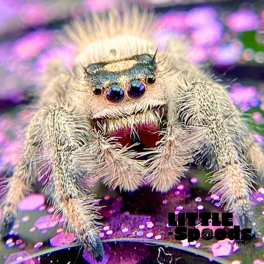 Creamy Peach Regal Jumping Spider Female i9 - MARION-1-2