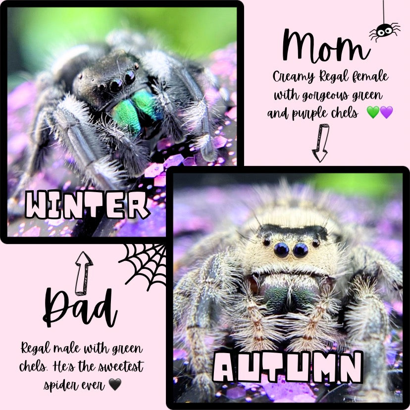 Regal Jumping Spider | Autumn × Winter Mystery Pick