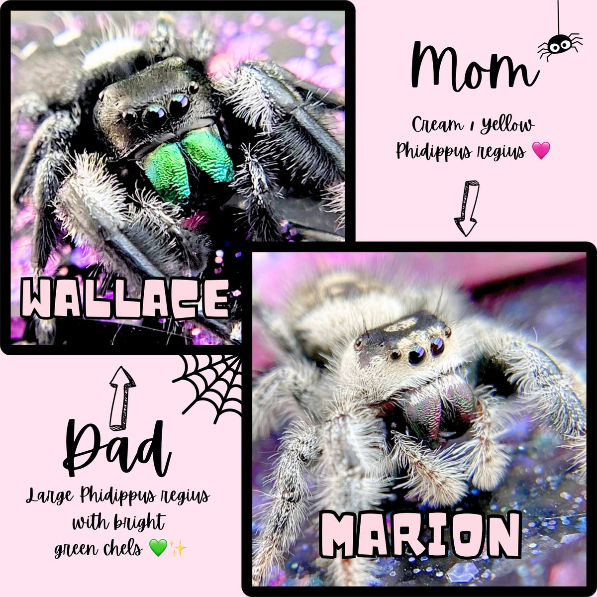 Regal Jumping Spider Female i6 - MARION-1-3