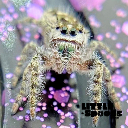 Phidippus Otiosus Jumping Spider Juvenile | ANAIS-1-4