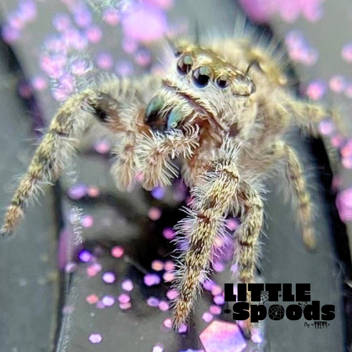 Phidippus Otiosus Jumping Spider Juvenile | ANAIS-1-4