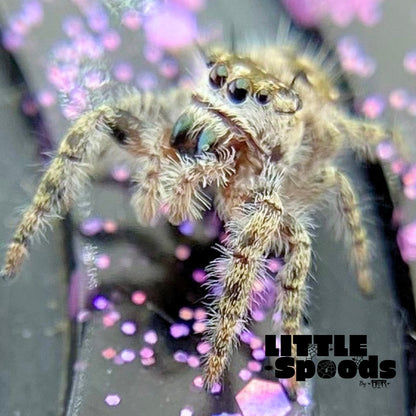 Phidippus Otiosus Jumping Spider Juvenile | ANAIS-1-4