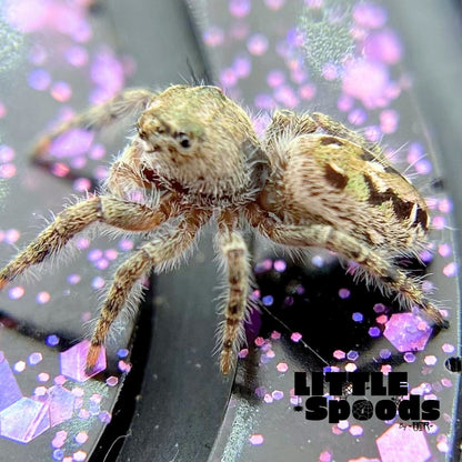 Phidippus Otiosus Jumping Spider Juvenile | ANAIS-1-4