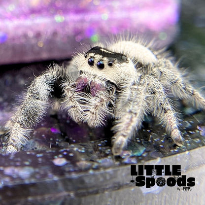 Regal Jumping Spider | Aurora × Prince Mystery Pick