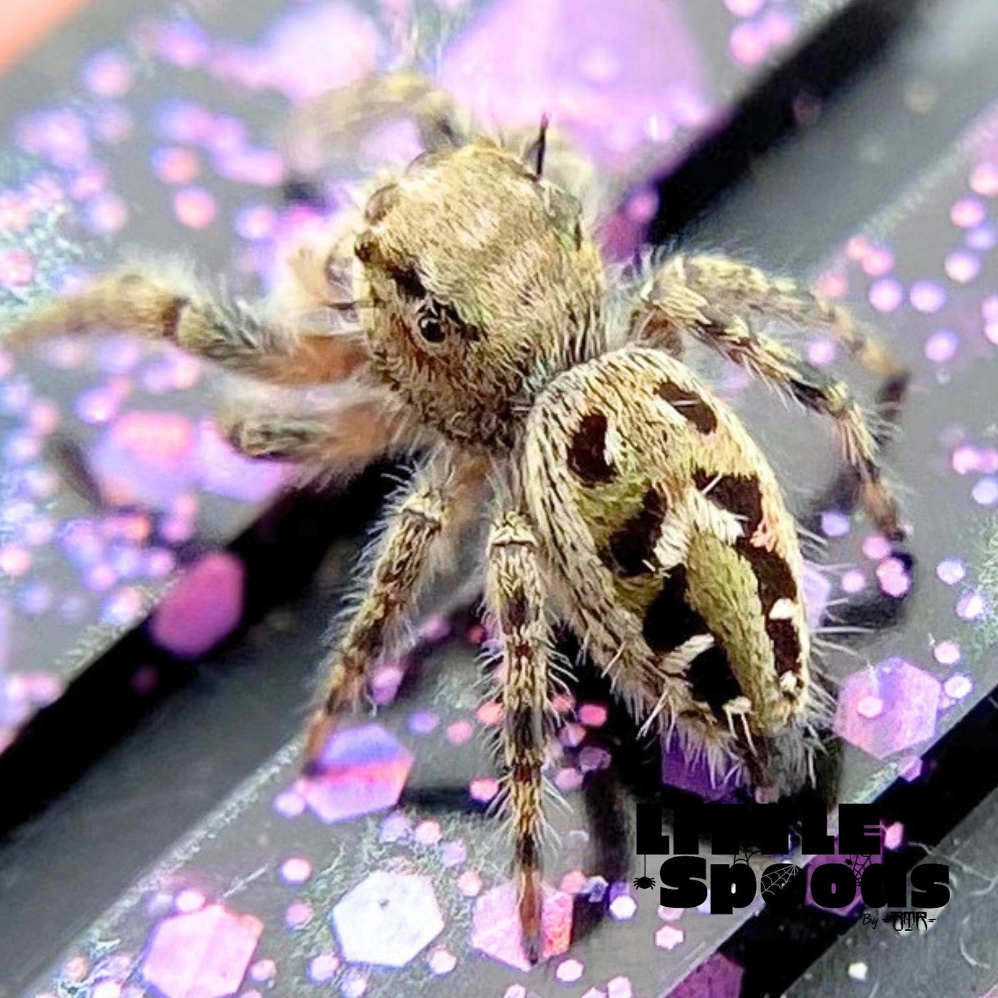 Phidippus Otiosus Jumping Spider Juvenile | ANAIS-1-2