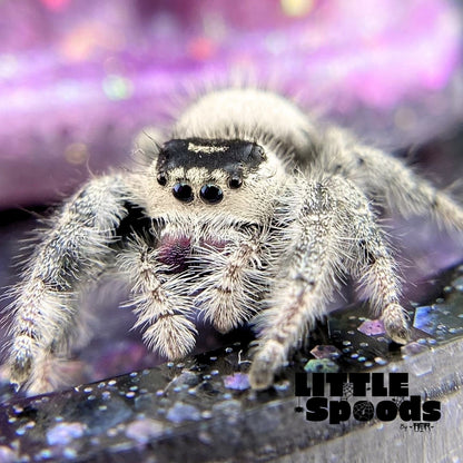 Regal Jumping Spider | Aurora × Prince Mystery Pick