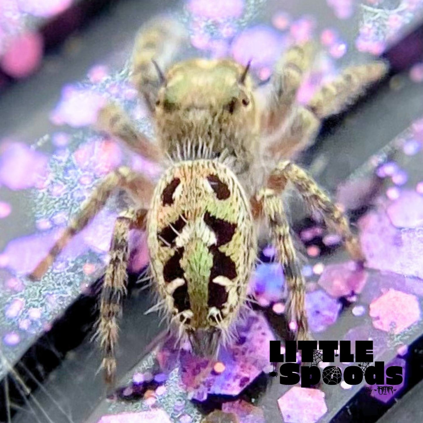 Phidippus Otiosus Jumping Spider Juvenile | ANAIS-1-2