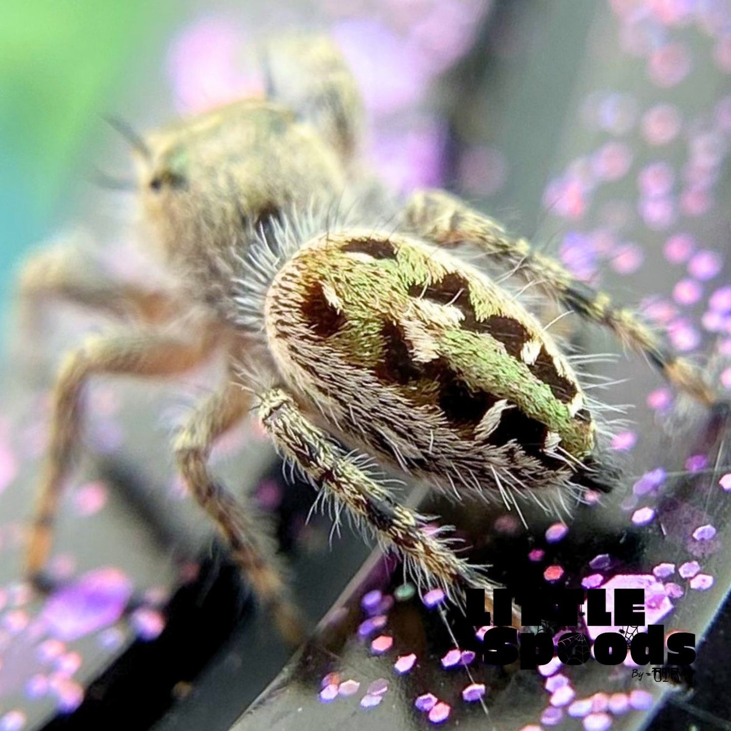 Phidippus Otiosus Jumping Spider Juvenile | ANAIS-1-4