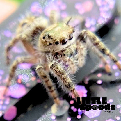 Phidippus Otiosus Jumping Spider Juvenile | ANAIS-1-2
