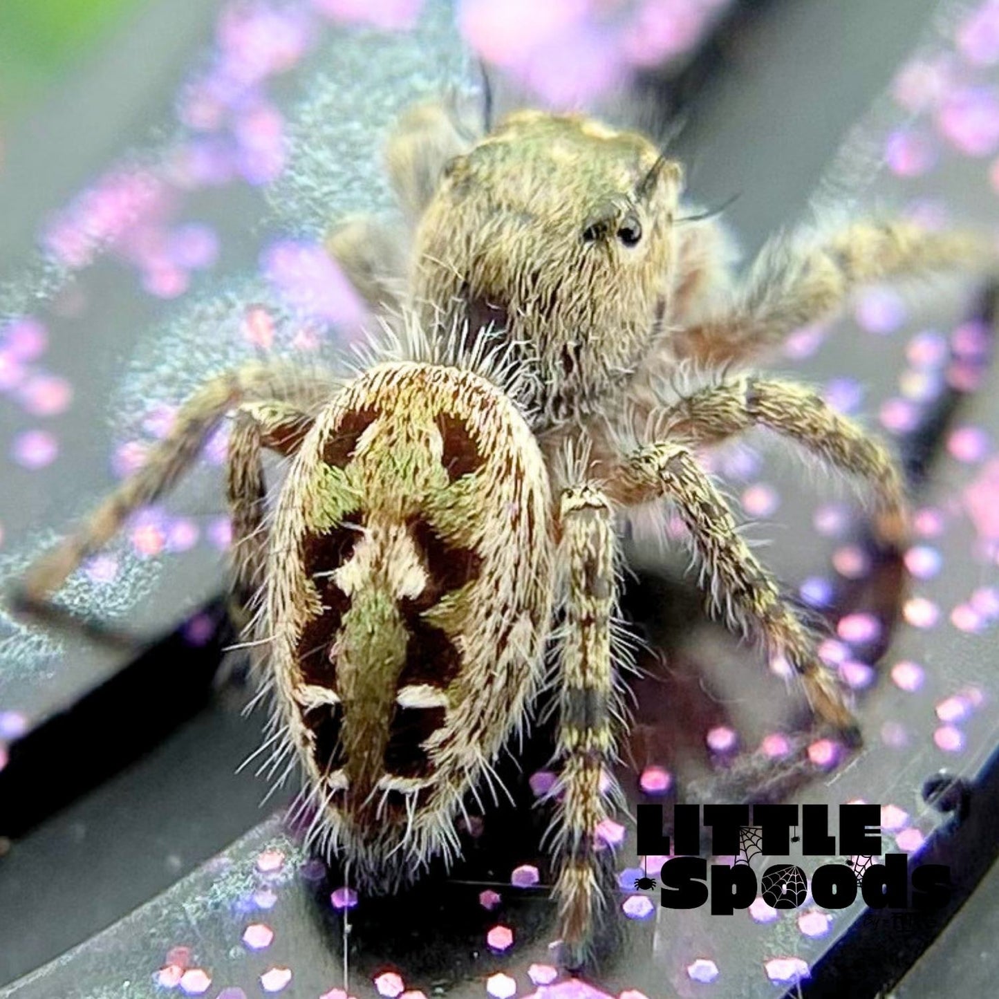 Phidippus Otiosus Jumping Spider Juvenile | ANAIS-1-4