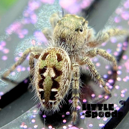 Phidippus Otiosus Jumping Spider Juvenile | ANAIS-1-4