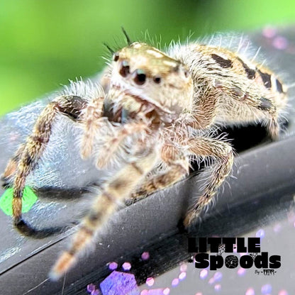 Phidippus Otiosus Jumping Spider Juvenile | ANAIS-1-2