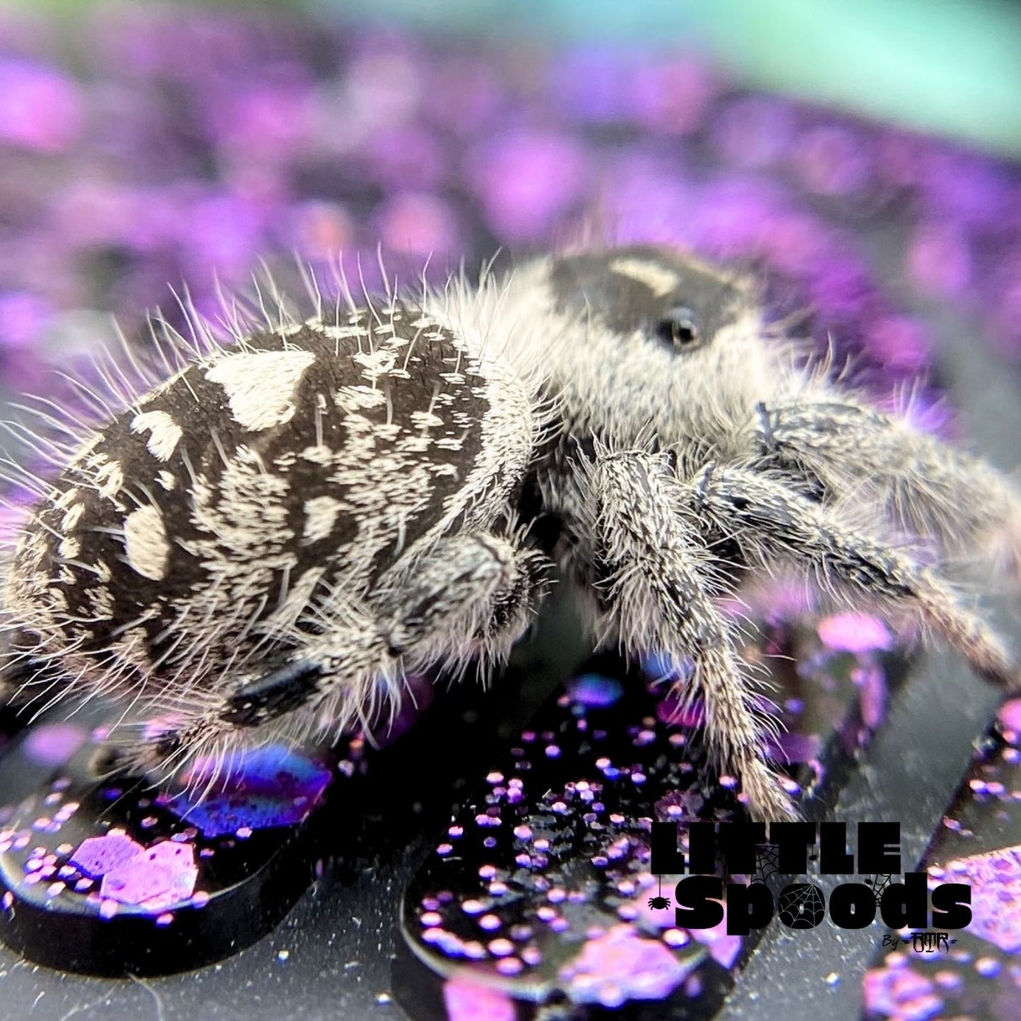 Regal Jumping Spider | Aurora × Prince Mystery Pick