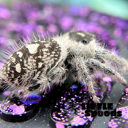 Regal Jumping Spider | Aurora × Prince Mystery Pick