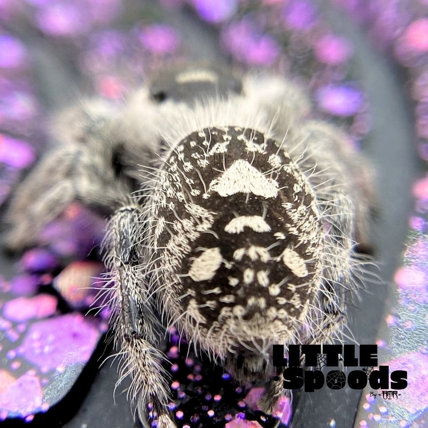 Regal Jumping Spider | Aurora × Prince Mystery Pick