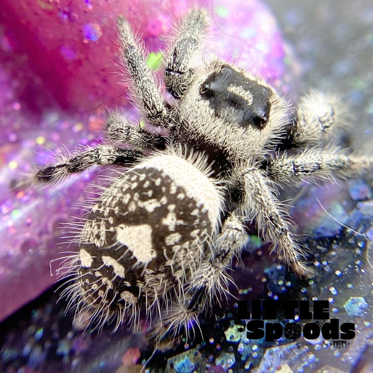 Regal Jumping Spider | Aurora × Prince Mystery Pick