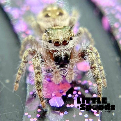 Phidippus Otiosus Jumping Spider Juvenile | ANAIS-1-4