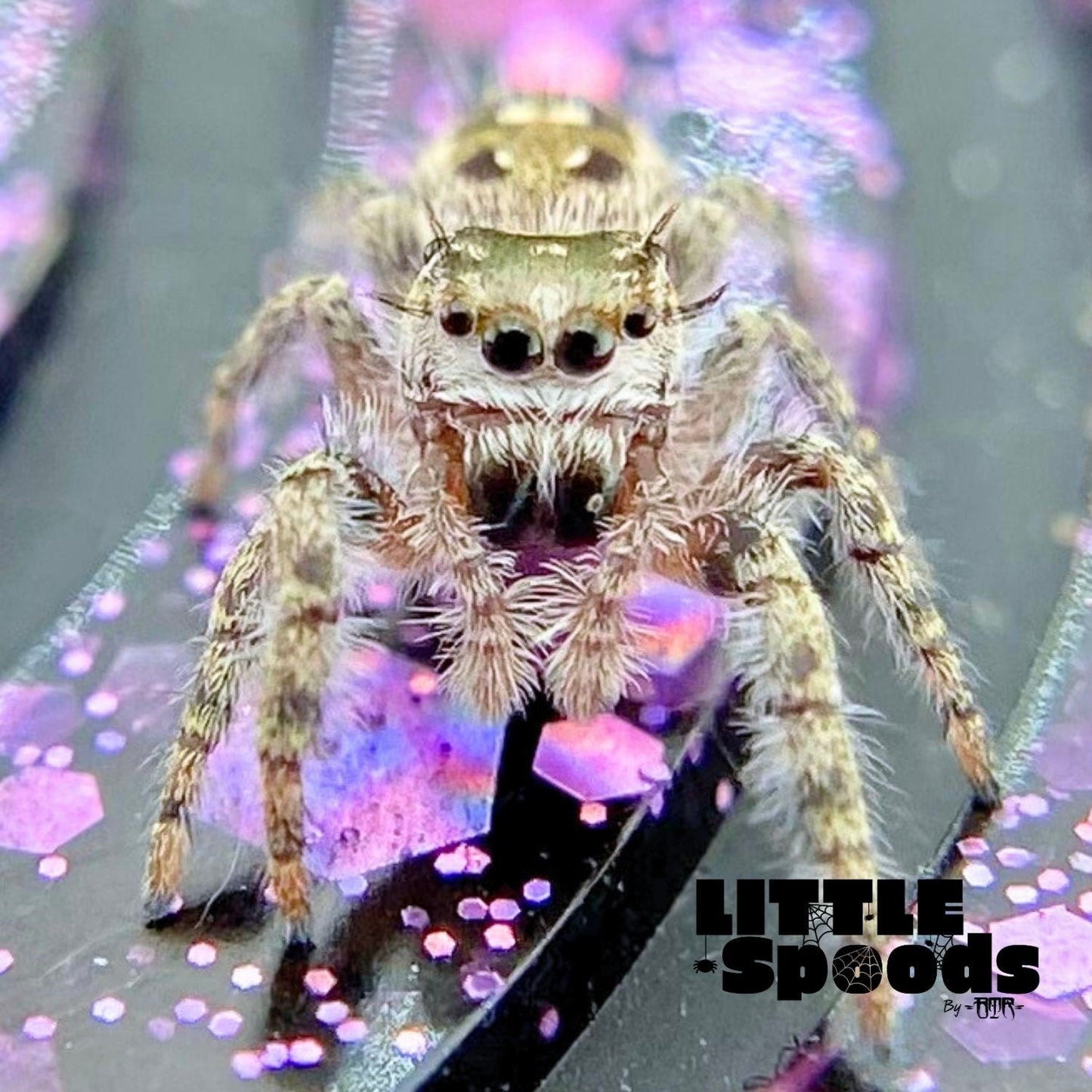 Phidippus Otiosus Jumping Spider Juvenile | ANAIS-1-4