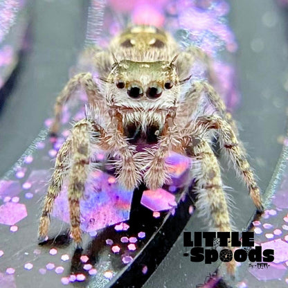 Phidippus Otiosus Jumping Spider Juvenile | ANAIS-1-4
