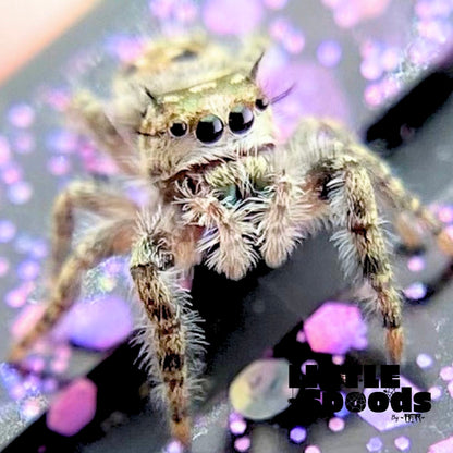Phidippus Otiosus Jumping Spider Juvenile | ANAIS-1-2