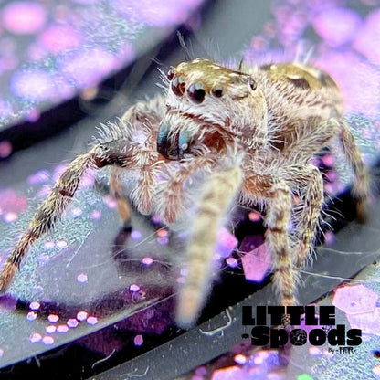 Phidippus Otiosus Jumping Spider Juvenile | ANAIS-1-4