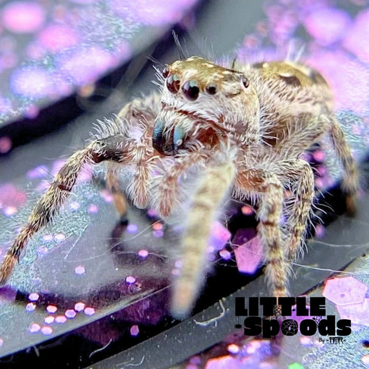 Phidippus Otiosus Jumping Spider Juvenile | ANAIS-1-4