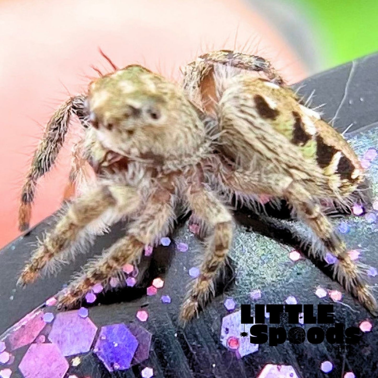 Phidippus Otiosus Jumping Spider Juvenile | ANAIS-1-2