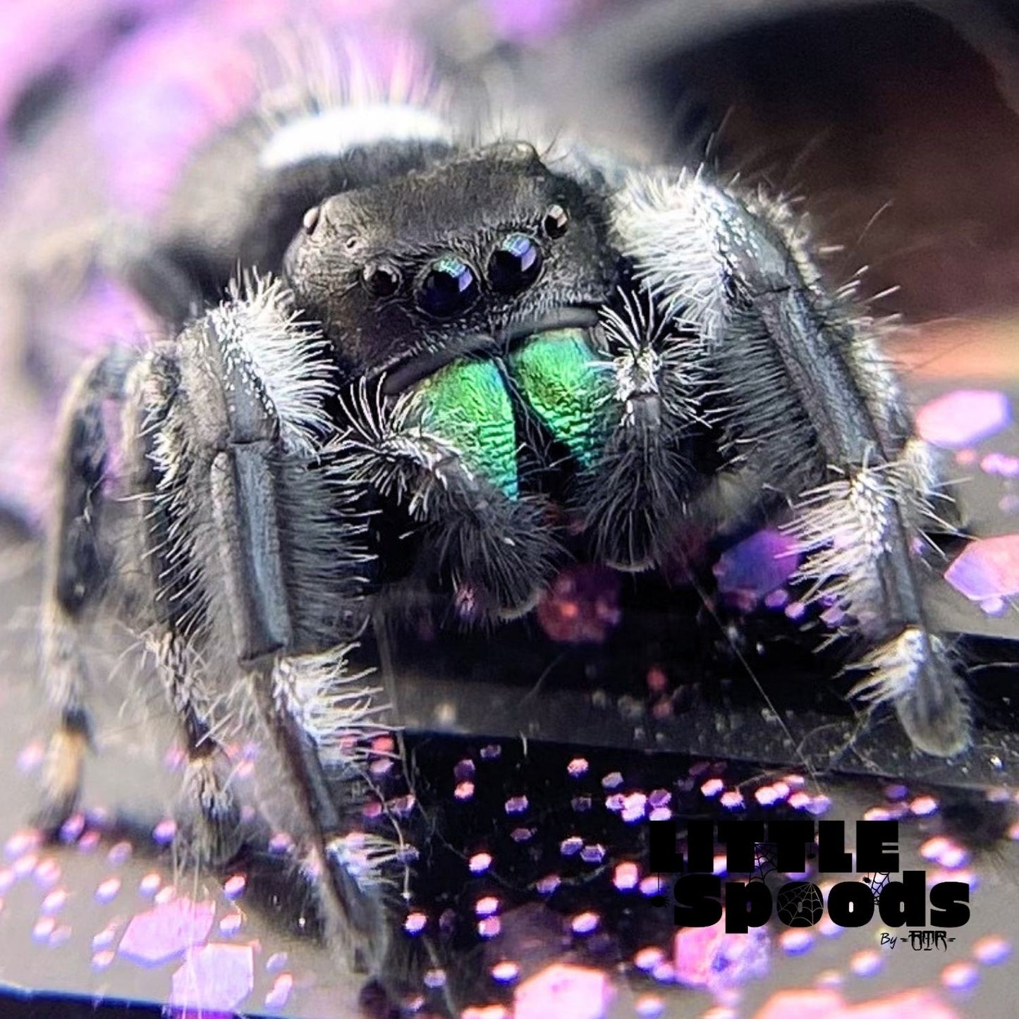 Regal Jumping Spider | Aurora × Prince Mystery Pick