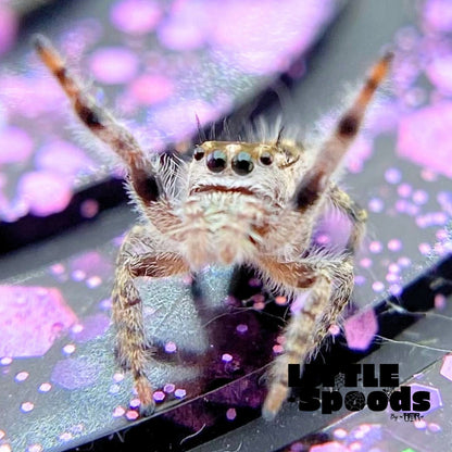 Phidippus Otiosus Jumping Spider Juvenile | ANAIS-1-4