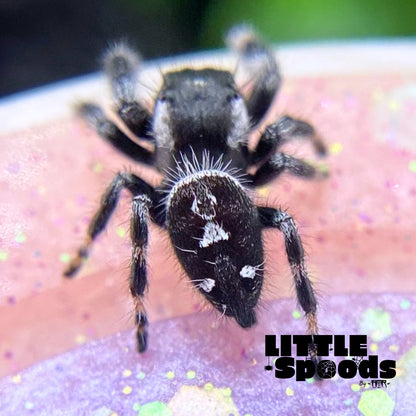 White-Banded Male Regal Jumping Spider | Pandora-1-18