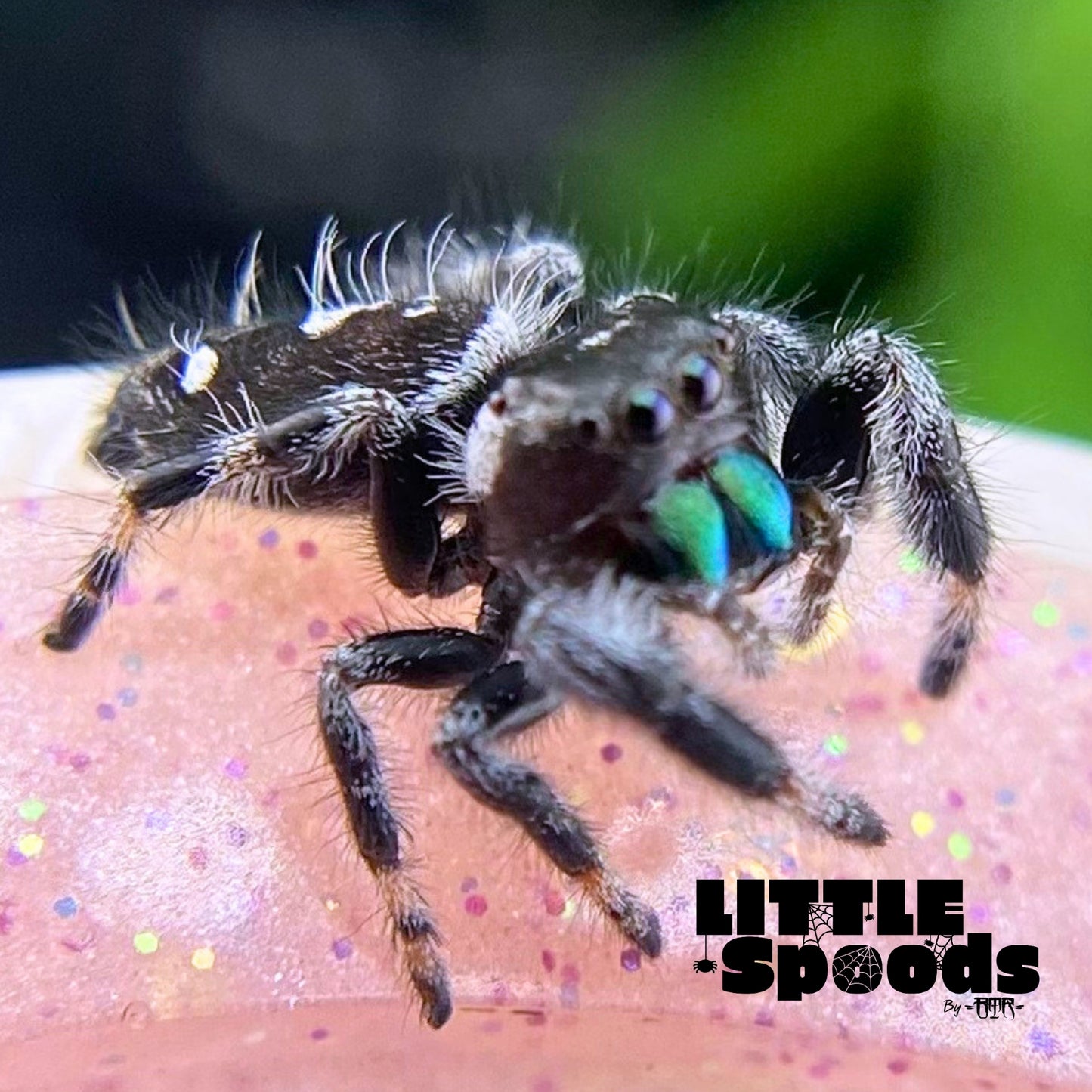 White-Banded Male Regal Jumping Spider | Pandora-1-18