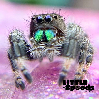 White-Banded Male Regal Jumping Spider | Pandora-1-18